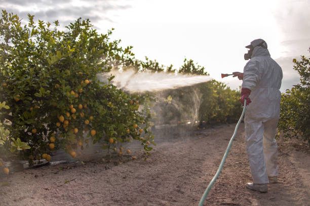 Best Affordable Pest Control Services  in Center Point, AL